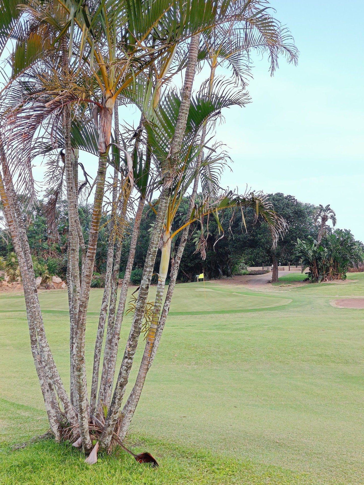 Nature, Ball Game, Sport, Golfing, Palm Tree, Plant, Wood, Port Shepstone Golf Course, Marine Dr, Oslo Beach, Port Shepstone, 4240