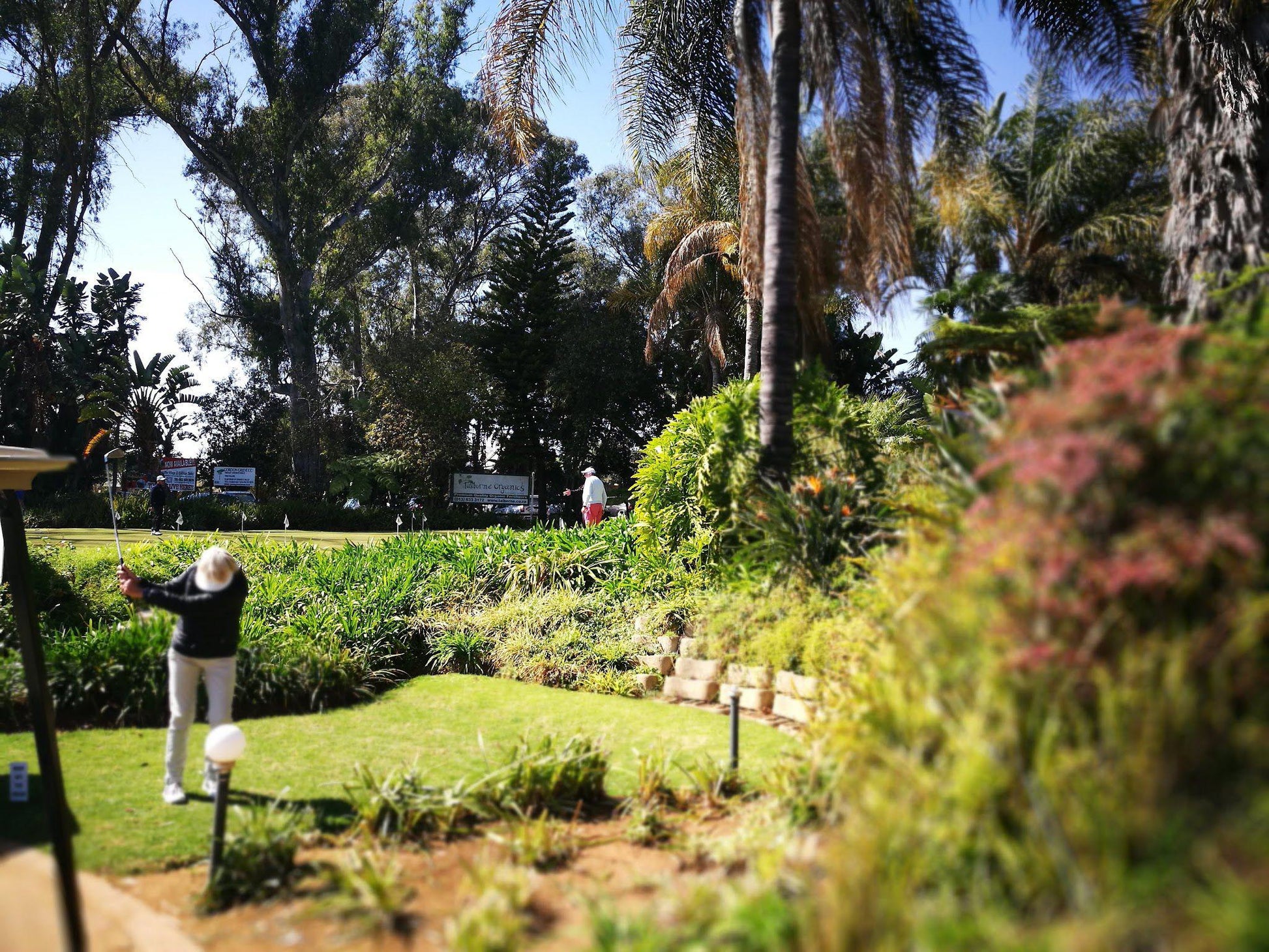 Nature, Ball Game, Sport, Golfing, Person, Palm Tree, Plant, Wood, Garden, Cemetery, Religion, Grave, Cullinan Golf Club, 1 Main Road, Cullinan, 1000