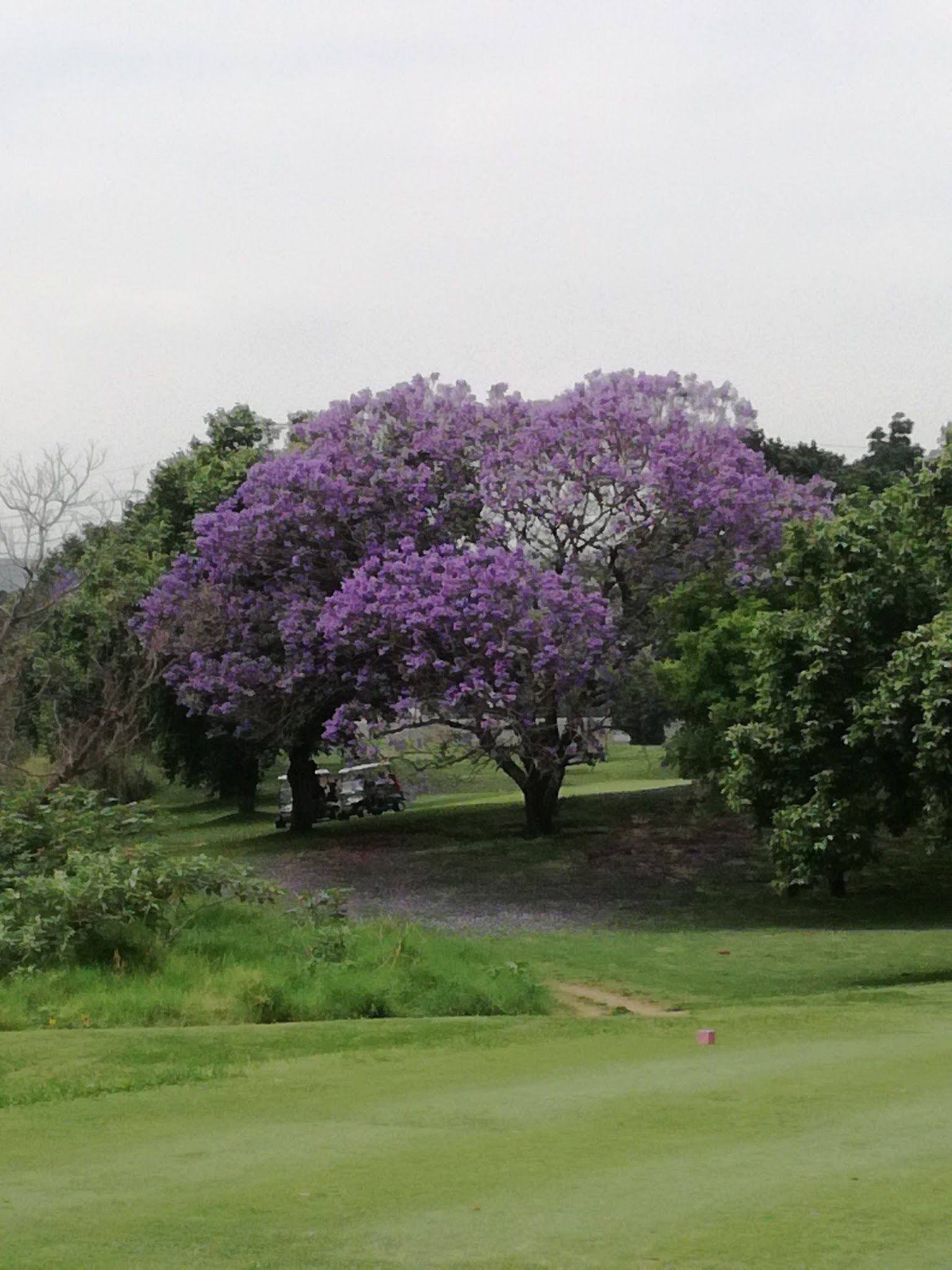 Nature, Ball Game, Sport, Golfing, Plant, Garden, Blossom, Papwa Sewgolum Golf Course, 256 New Germany Rd, Recreation, Durban, 4090