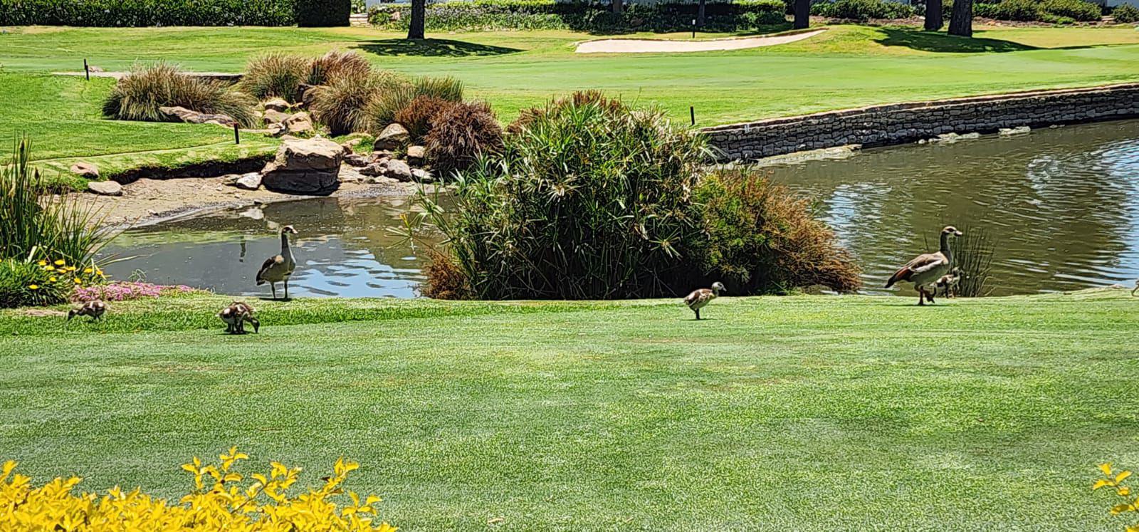 Nature, Ball Game, Sport, Golfing, Plant, Garden, Steenberg Golf Club, 11111 Tokai Rd, Tokai, Cape Town, 7945