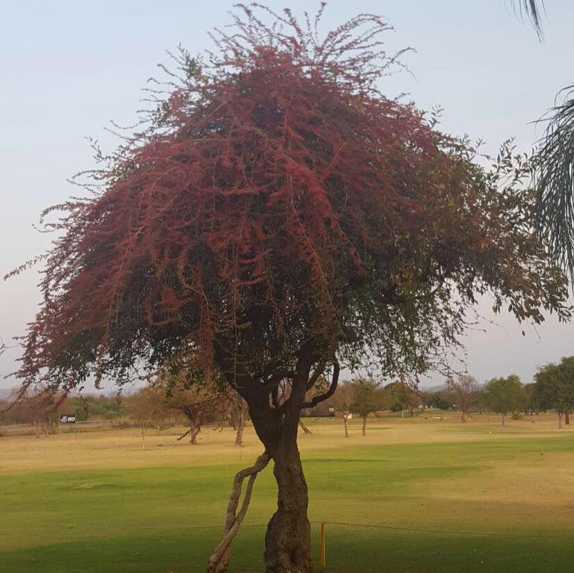 Nature, Ball Game, Sport, Golfing, Plant, Groblersdal Golf Club, Voortrekker St, Groblersdal, 0470