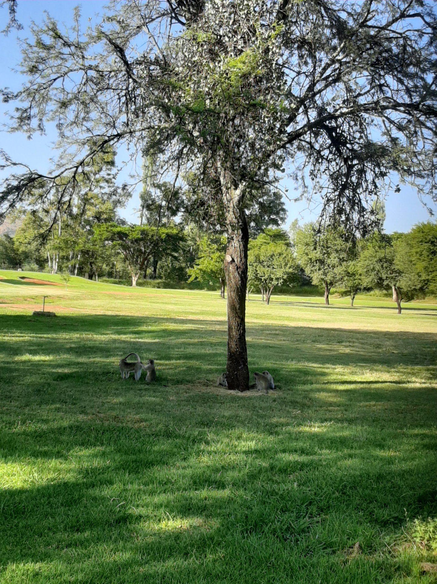 Nature, Ball Game, Sport, Golfing, Plant, Wood, Tree, Akasia Golf Club, Waterbok St, Theresapark, Pretoria, 0183