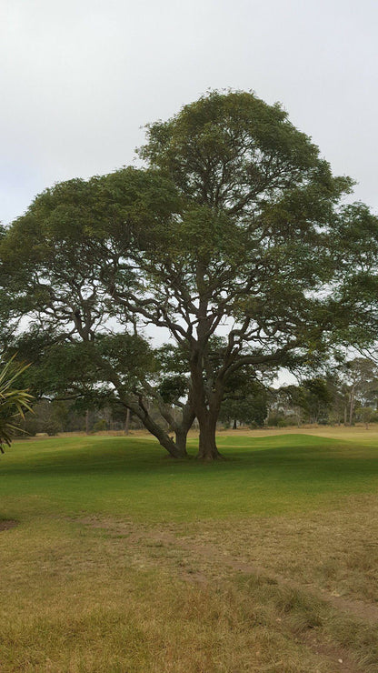 Nature, Ball Game, Sport, Golfing, Plant, Wood, Tree, Port Elizabeth Golf Club, Westview Dr, Mill Park, Gqeberha, 6001