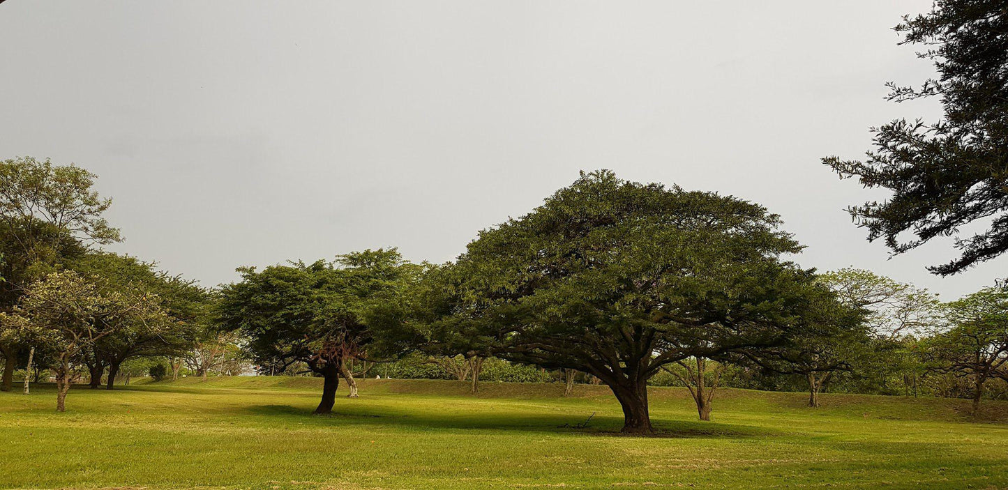 Nature, Ball Game, Sport, Golfing, Sepia Tones, Amatikulu Country Club, Amatikulu