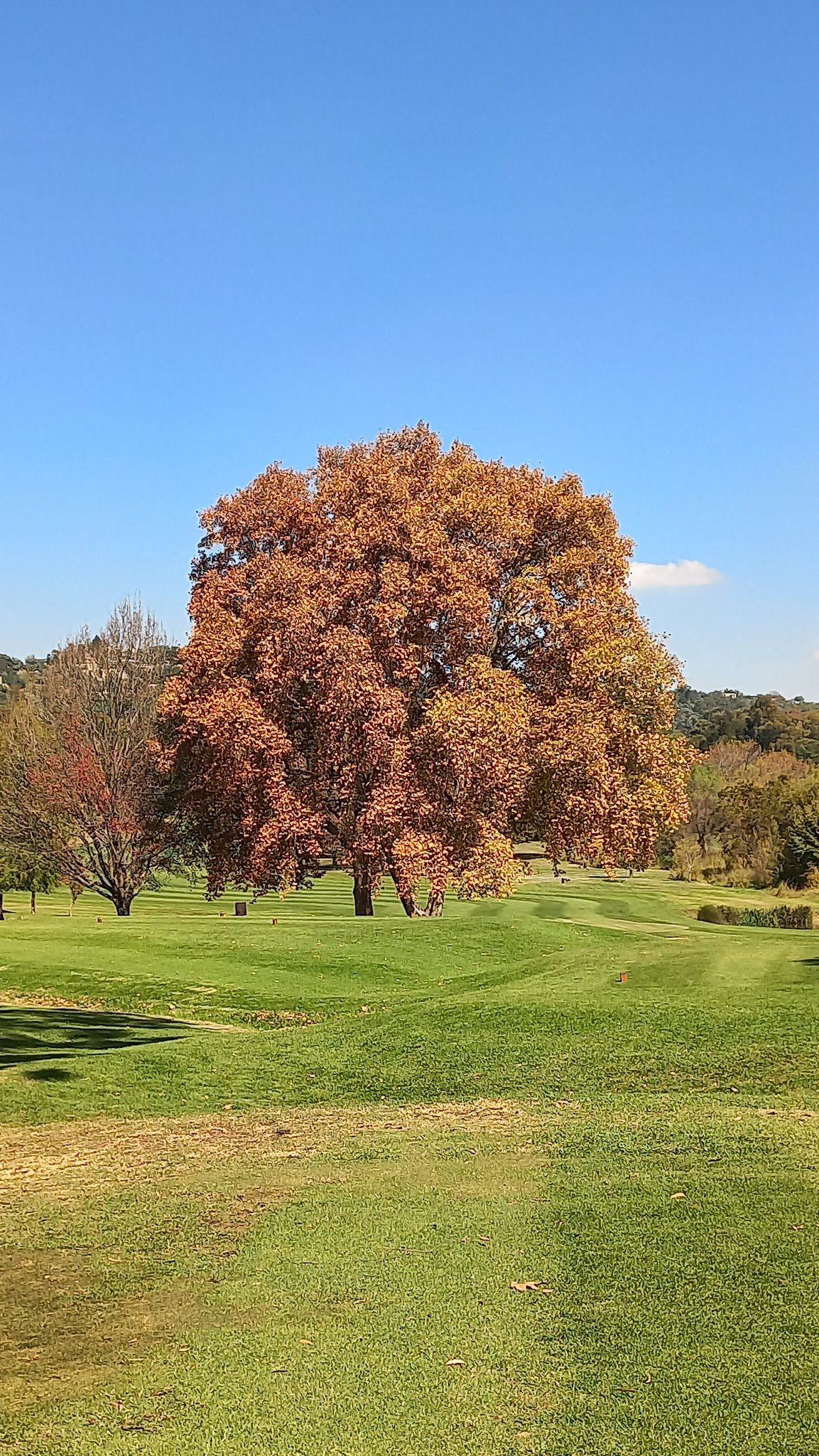 Nature, Complementary Colors, Ball Game, Sport, Golfing, Colorful, Plant, Wood, Tree, Autumn, Royal Johannesburg, 1 Fairway Ave, Linksfield North, Johannesburg, 2192