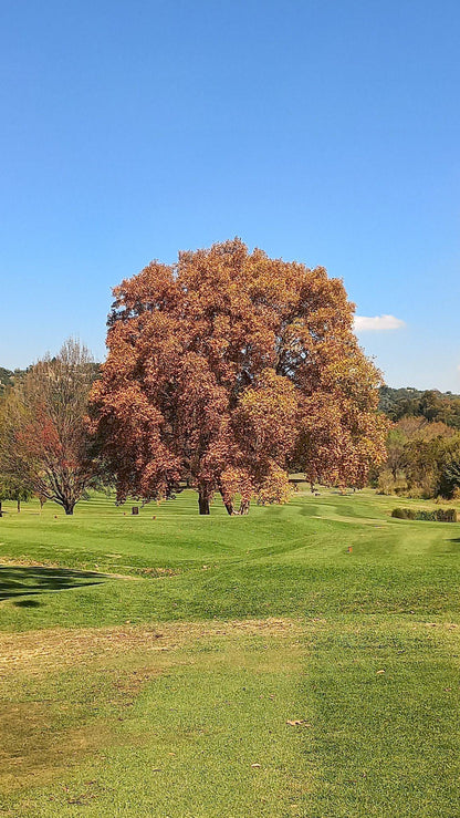 Nature, Complementary Colors, Ball Game, Sport, Golfing, Colorful, Plant, Wood, Tree, Autumn, Royal Johannesburg, 1 Fairway Ave, Linksfield North, Johannesburg, 2192