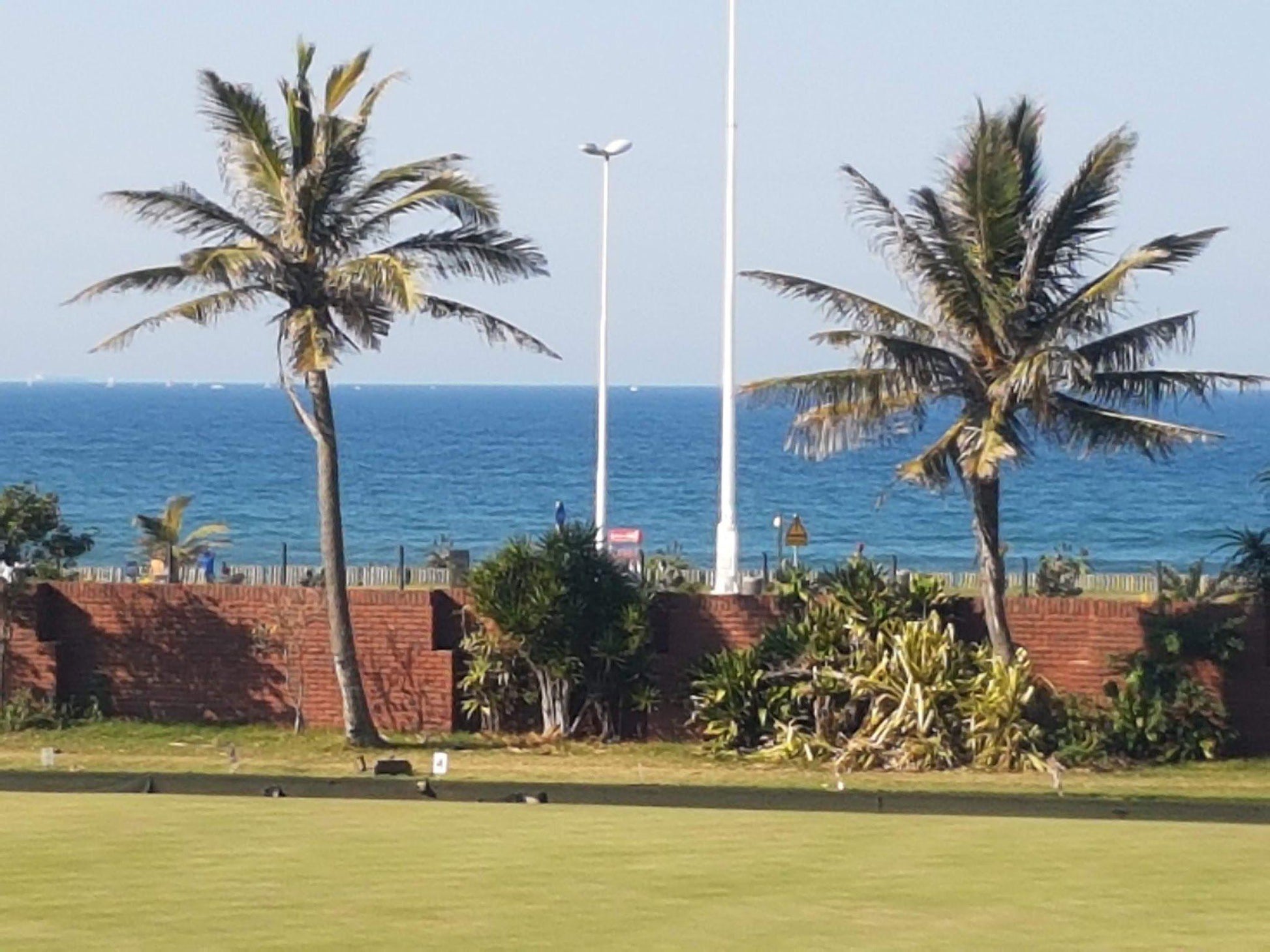 Nature, Complementary Colors, Ball Game, Sport, Golfing, Palm Tree, Plant, Wood, Beach, Sand, Durban Country Club, 101 Isaiah Ntshangase Rd, Stamford Hill, Durban, 4001