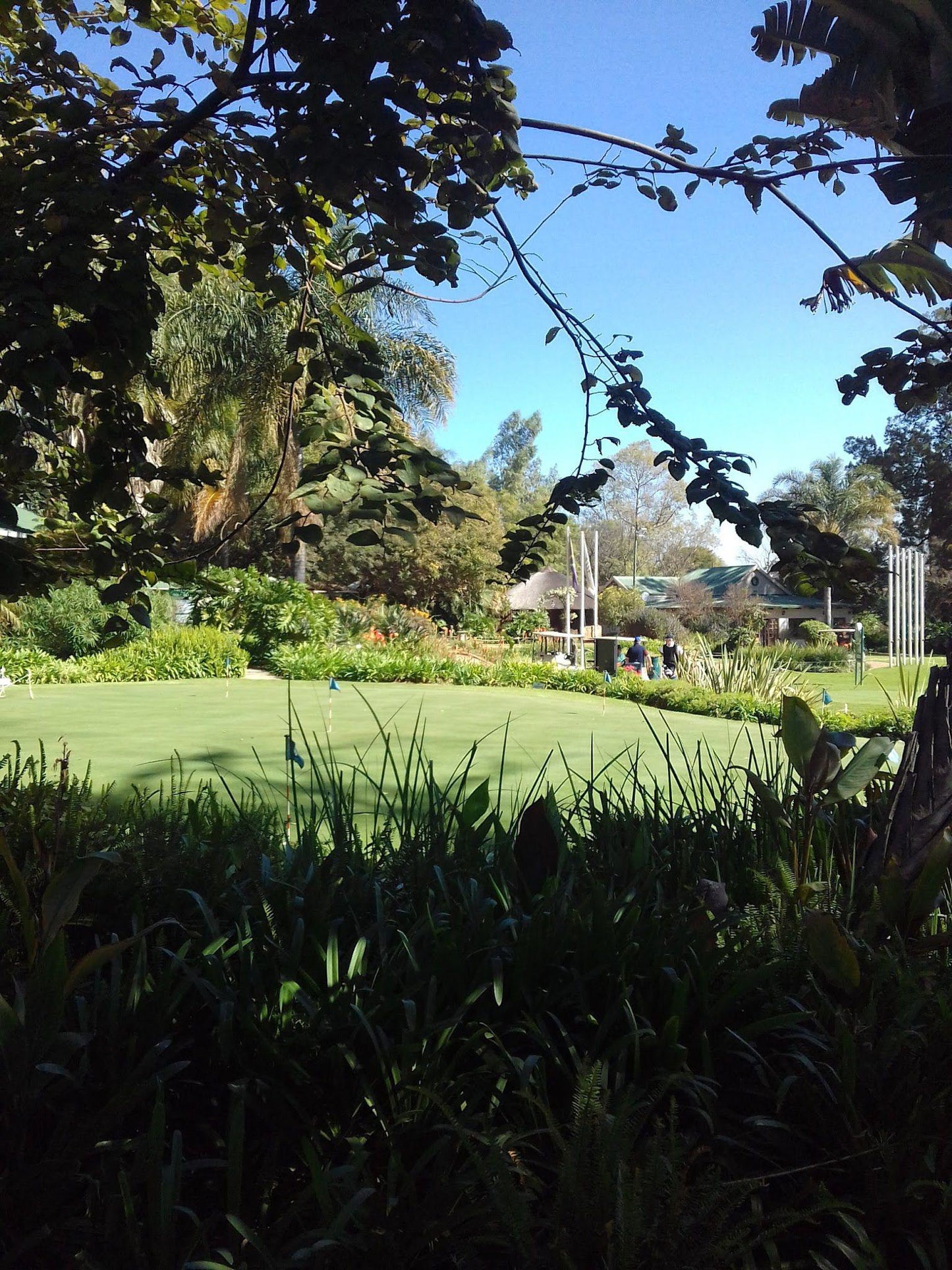 Nature, Complementary Colors, Ball Game, Sport, Golfing, Palm Tree, Plant, Wood, Garden, Cullinan Golf Club, 1 Main Road, Cullinan, 1000