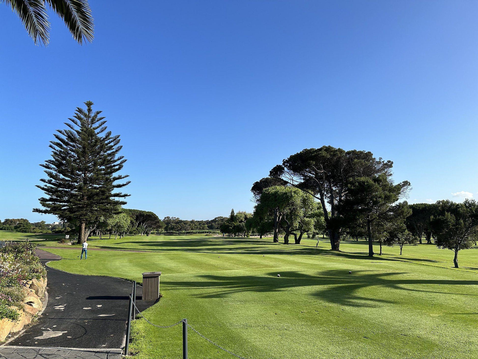 Nature, Complementary Colors, Ball Game, Sport, Golfing, Palm Tree, Plant, Wood, Rondebosch Golf Club, Cnr Access Road, Golf Course Rd, Mowbray, Cape Town, 7700