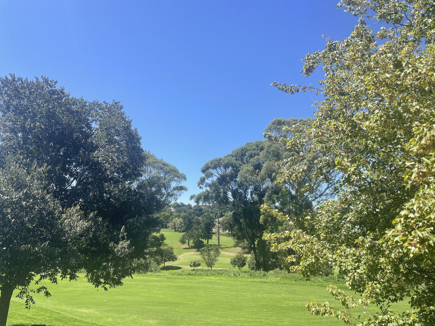 Nature, Complementary Colors, Ball Game, Sport, Golfing, Plant, Wood, Garden, Tree, Observatory Club, Steyn St, Observatory, Johannesburg, 2198