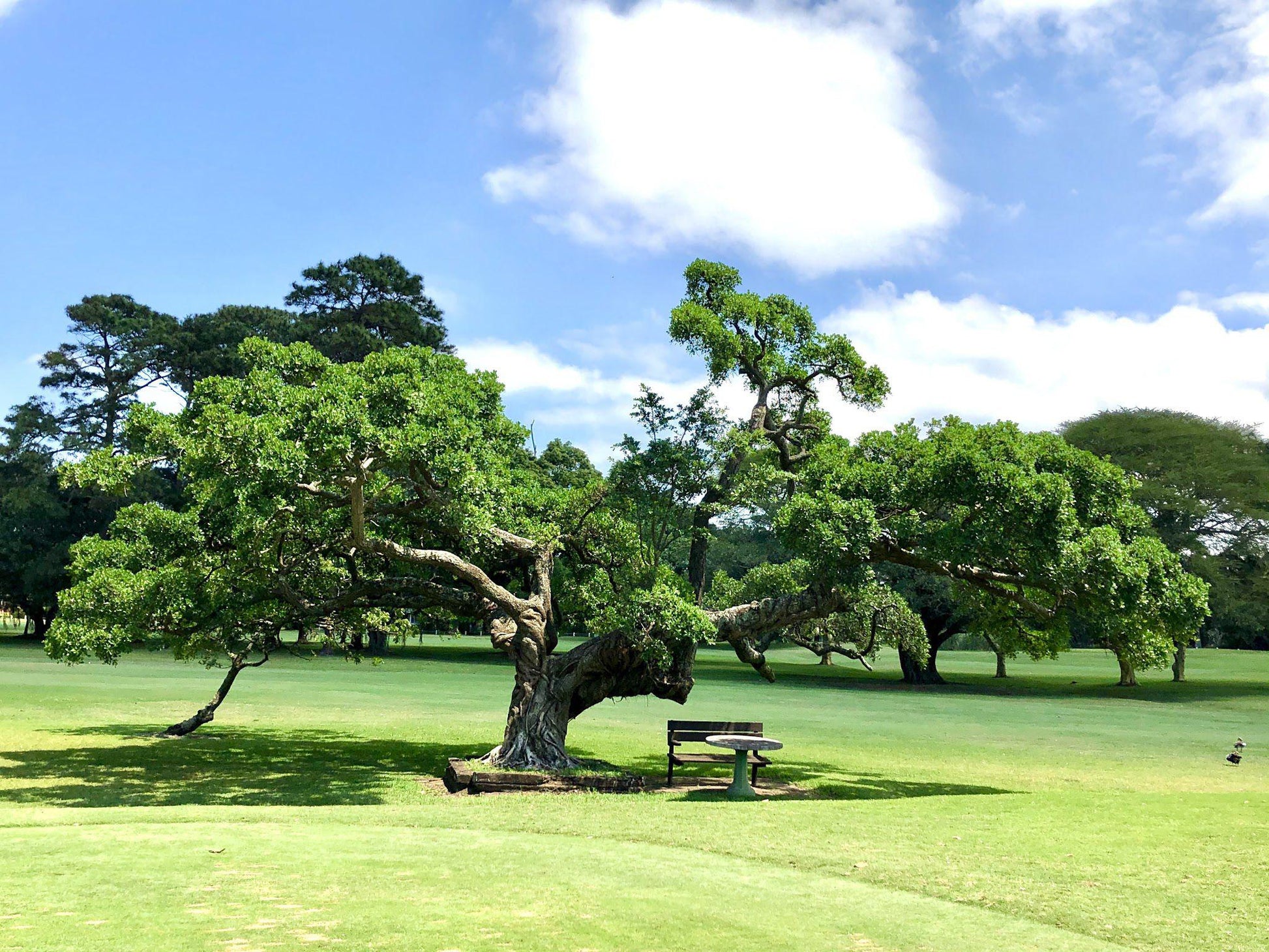 Nature, Complementary Colors, Ball Game, Sport, Golfing, Plant, Wood, Tree, Mount Edgecombe Country Club, Golf Course Dr, Mount Edgecombe, Durban, 4300