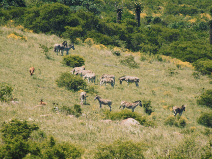  Nduli Nature Reserve