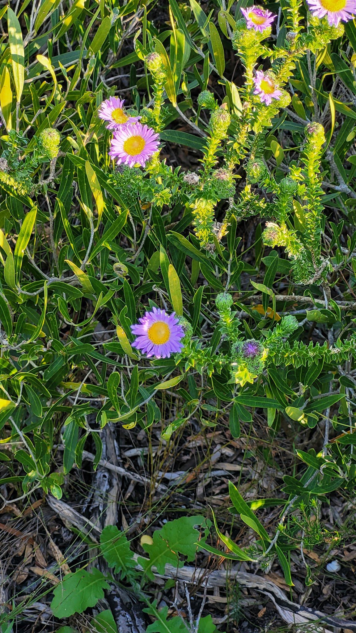  Nelson Mandela University Nature Reserve