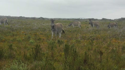  Nelson Mandela University Nature Reserve