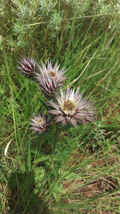  New Germany Nature Reserve