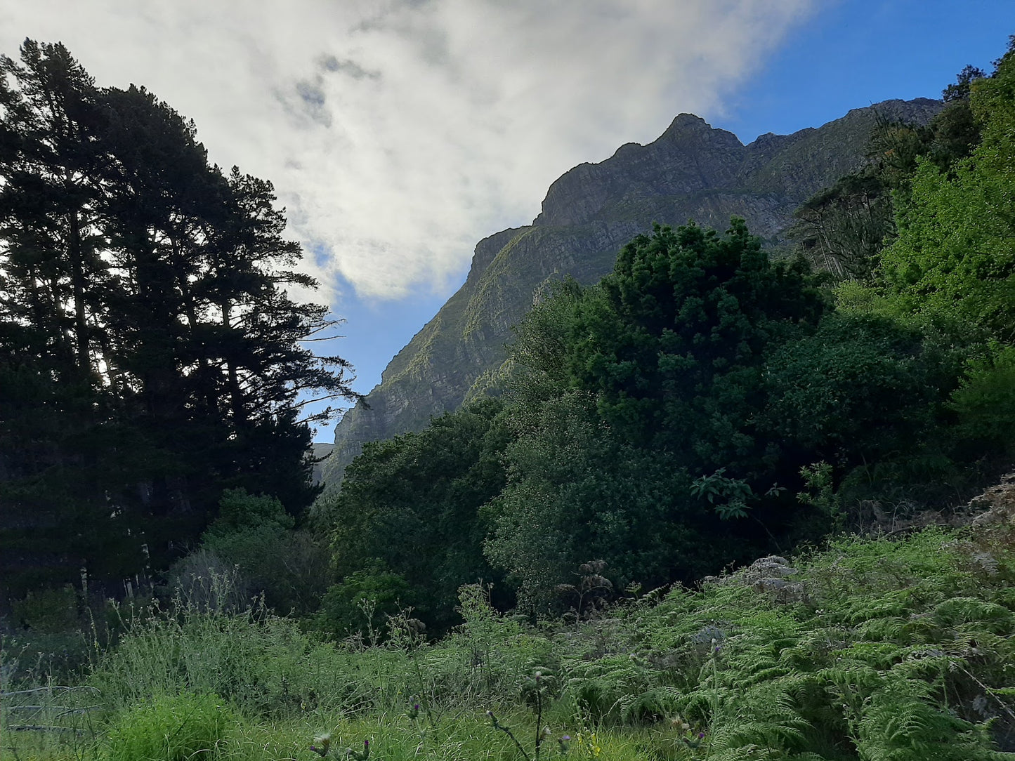 Newlands Forest Hiking Trail