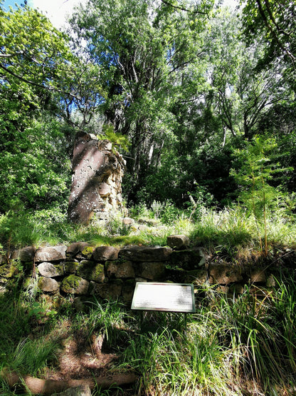 Newlands Forest Hiking Trail