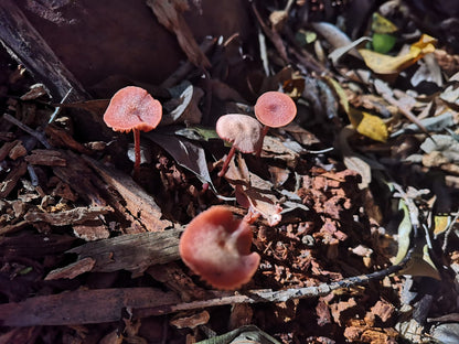 Newlands Forest Hiking Trail