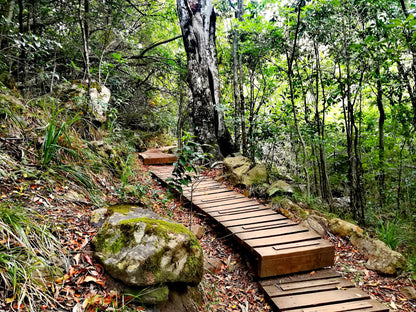 Newlands Forest Hiking Trail