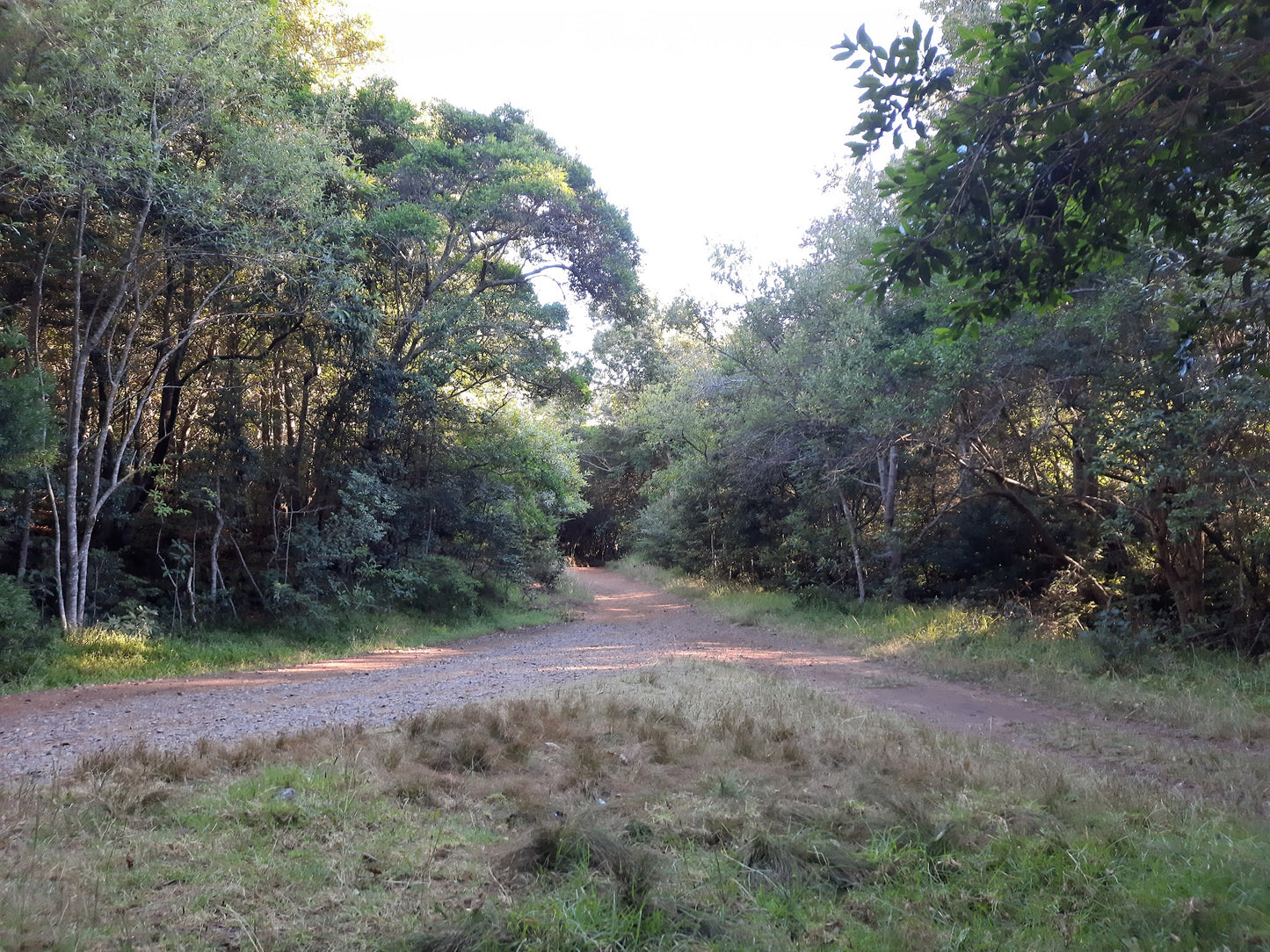 Newlands Forest Hiking Trail