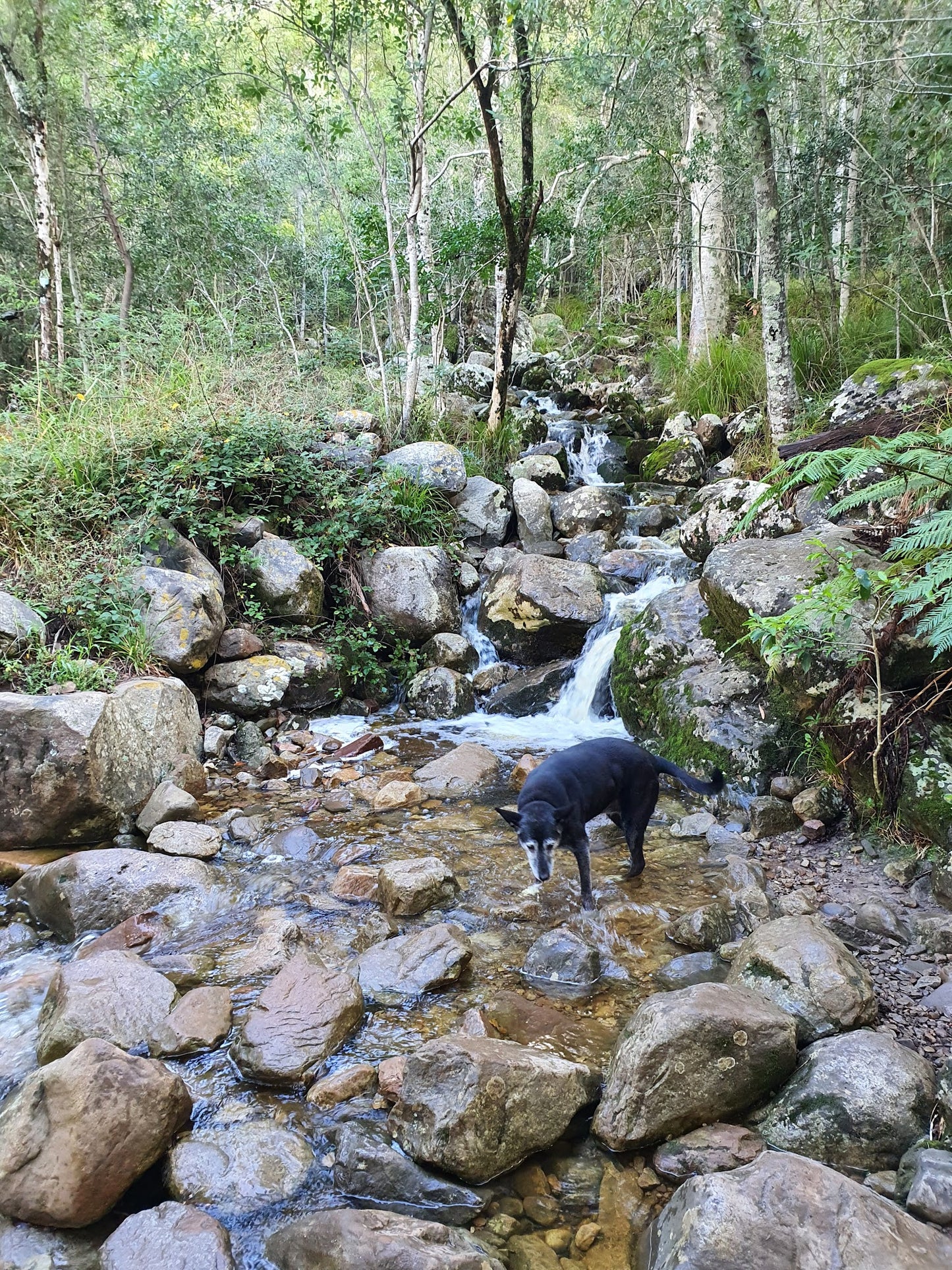 Newlands Forest Hiking Trail