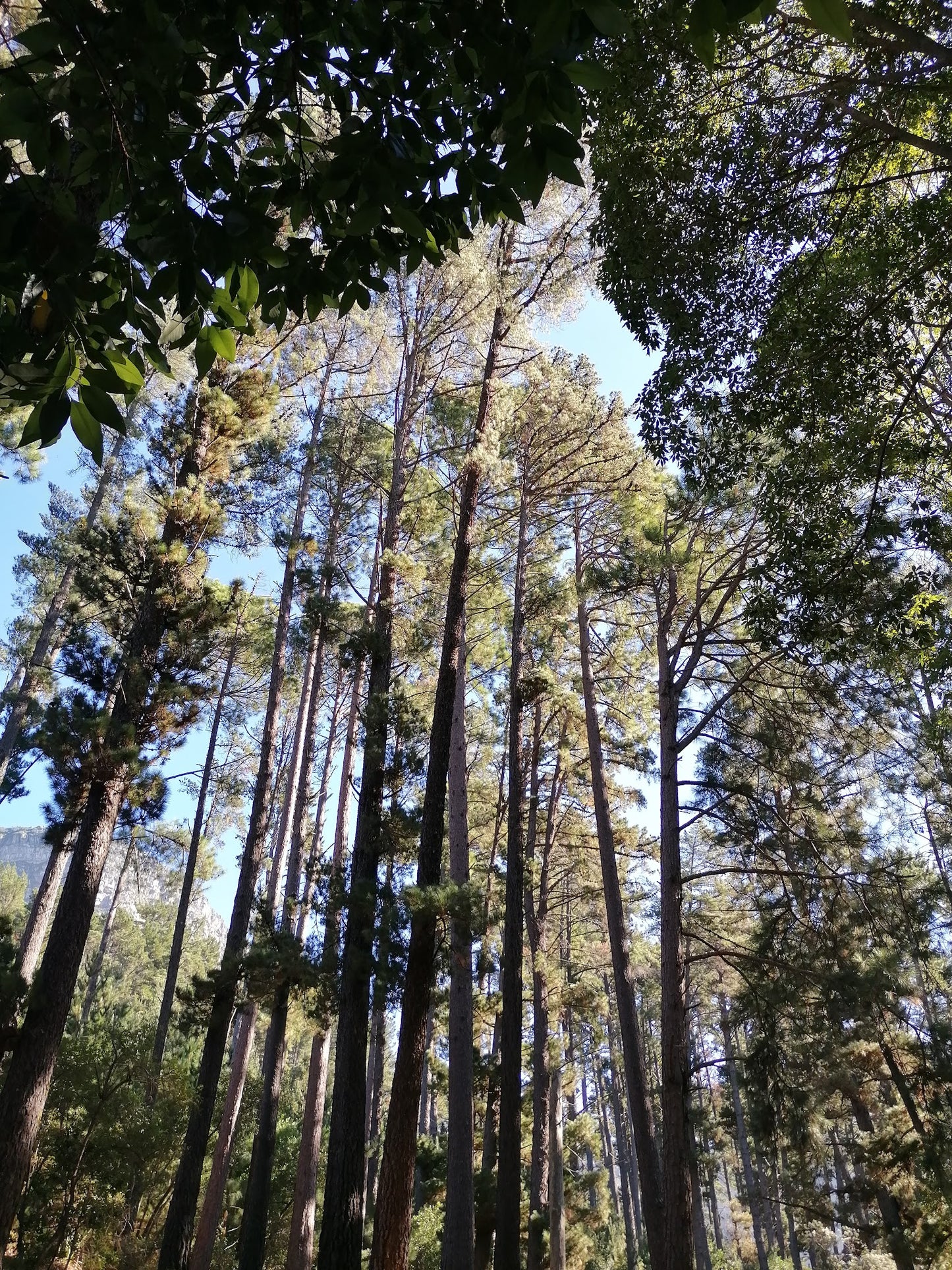 Newlands Forest Hiking Trail