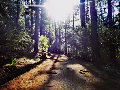 Newlands Forest Hiking Trail