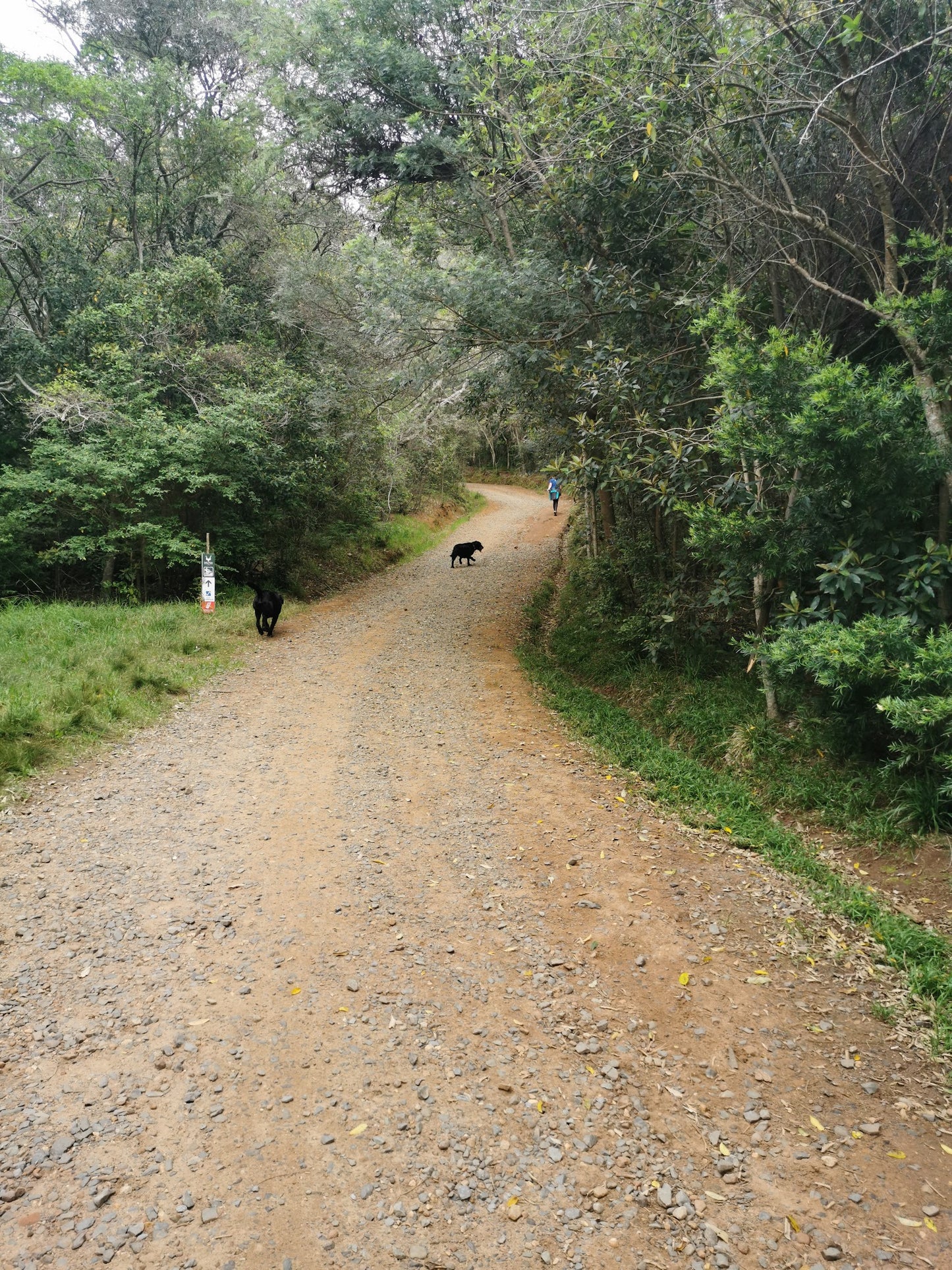 Newlands Forest Hiking Trail