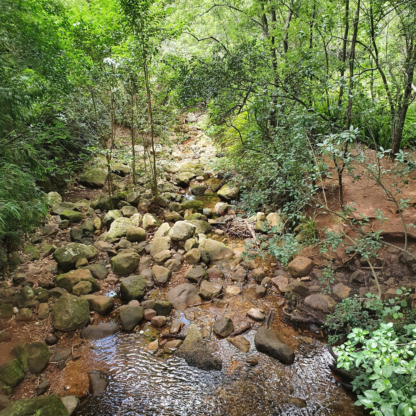 Newlands Forest Hiking Trail