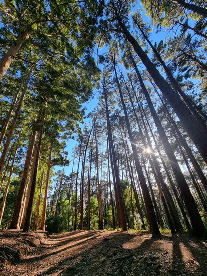 Newlands Forest Hiking Trail