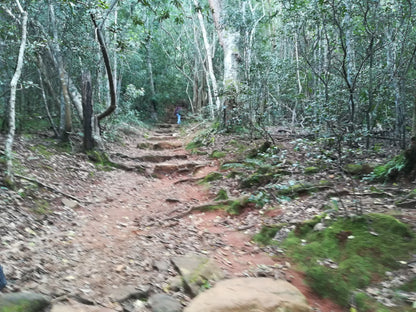 Newlands Forest Hiking Trail