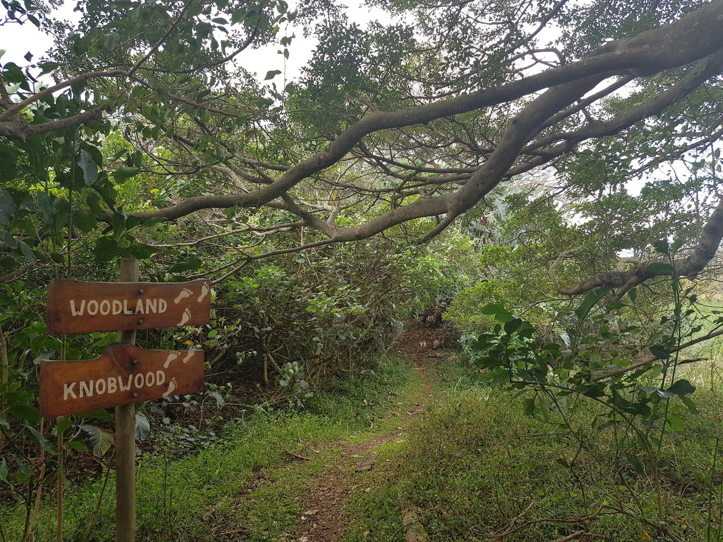  Nkomba Site of Conservation Significance (Pennington Conservancy)