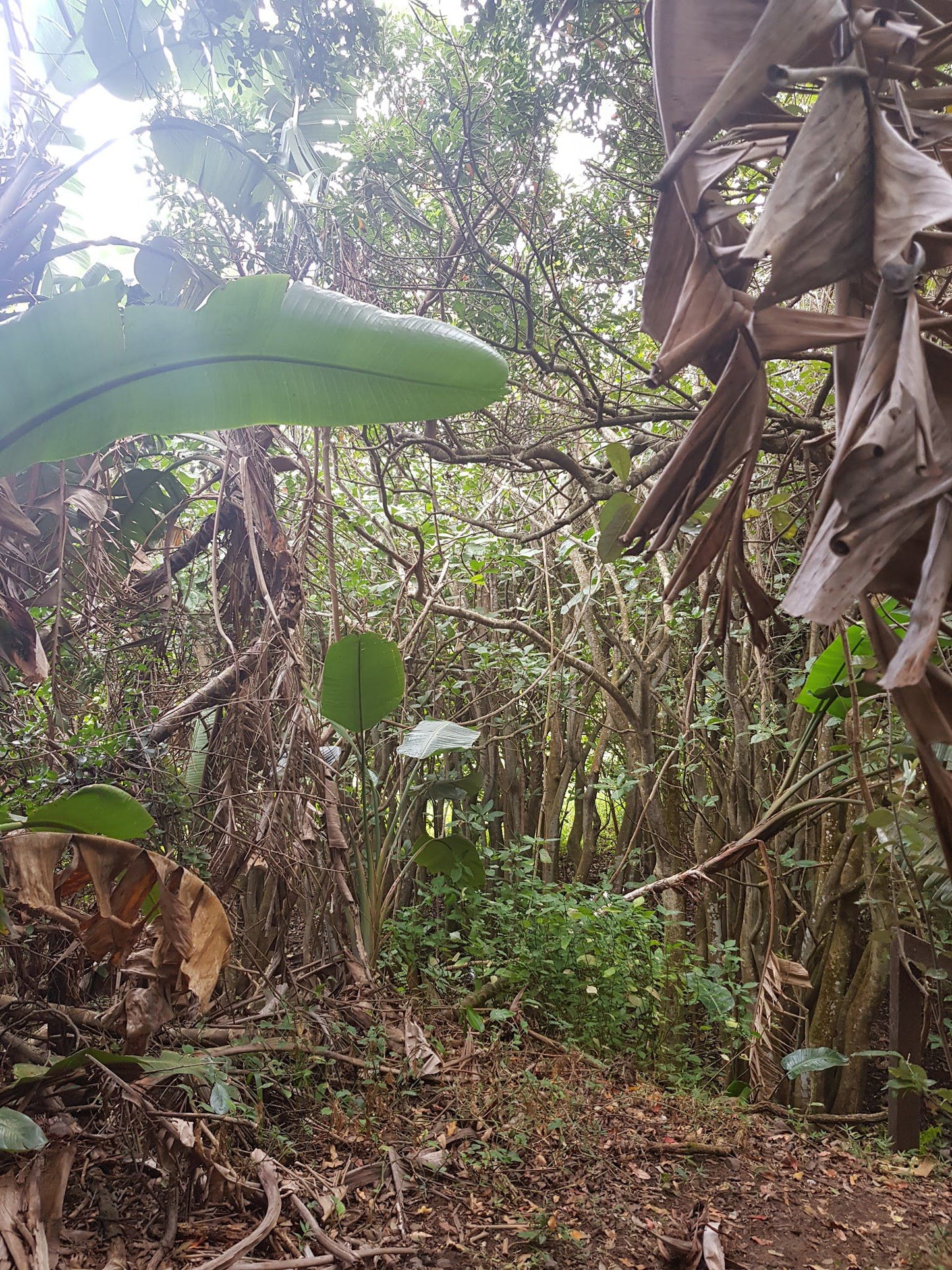  Nkomba Site of Conservation Significance (Pennington Conservancy)