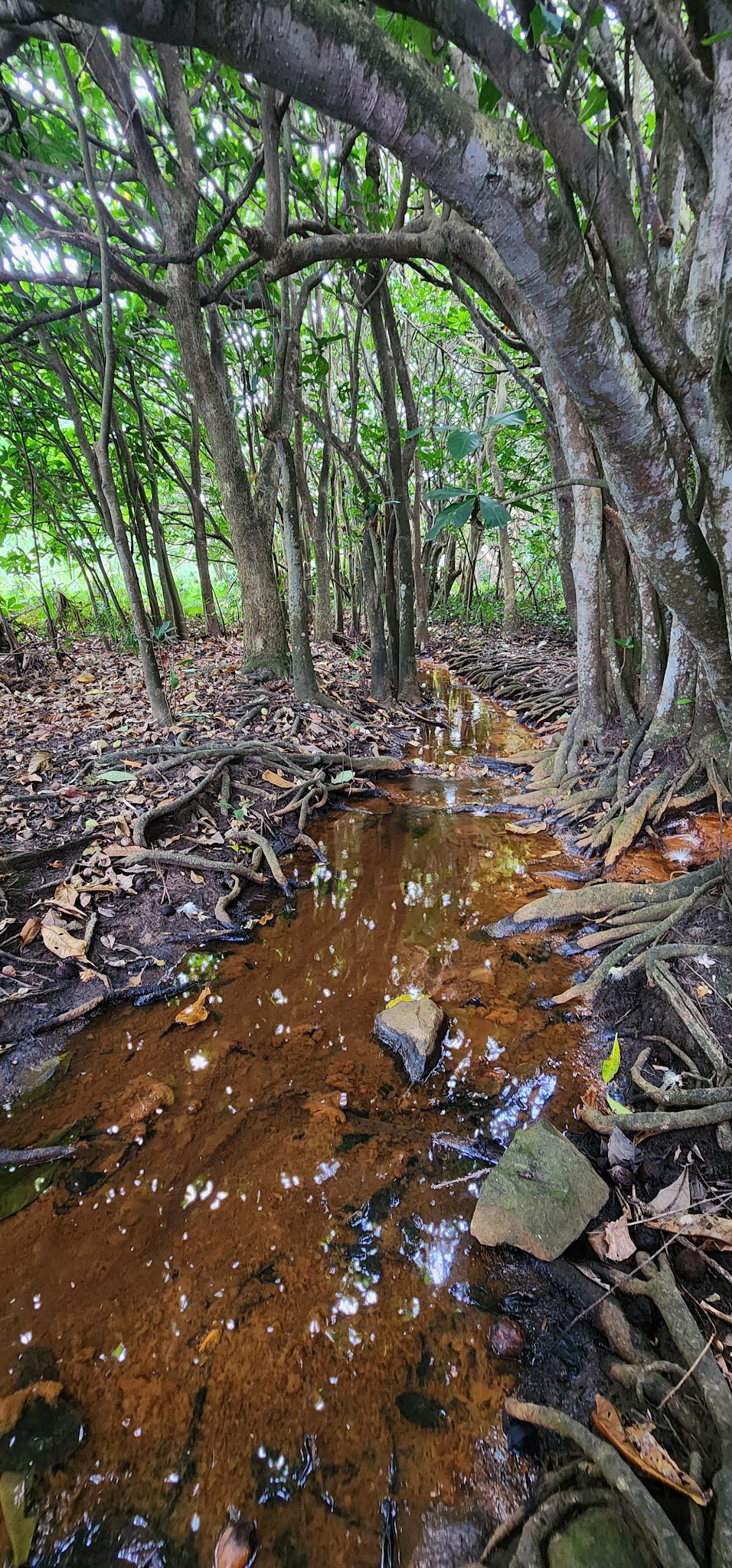  Nkomba Site of Conservation Significance (Pennington Conservancy)