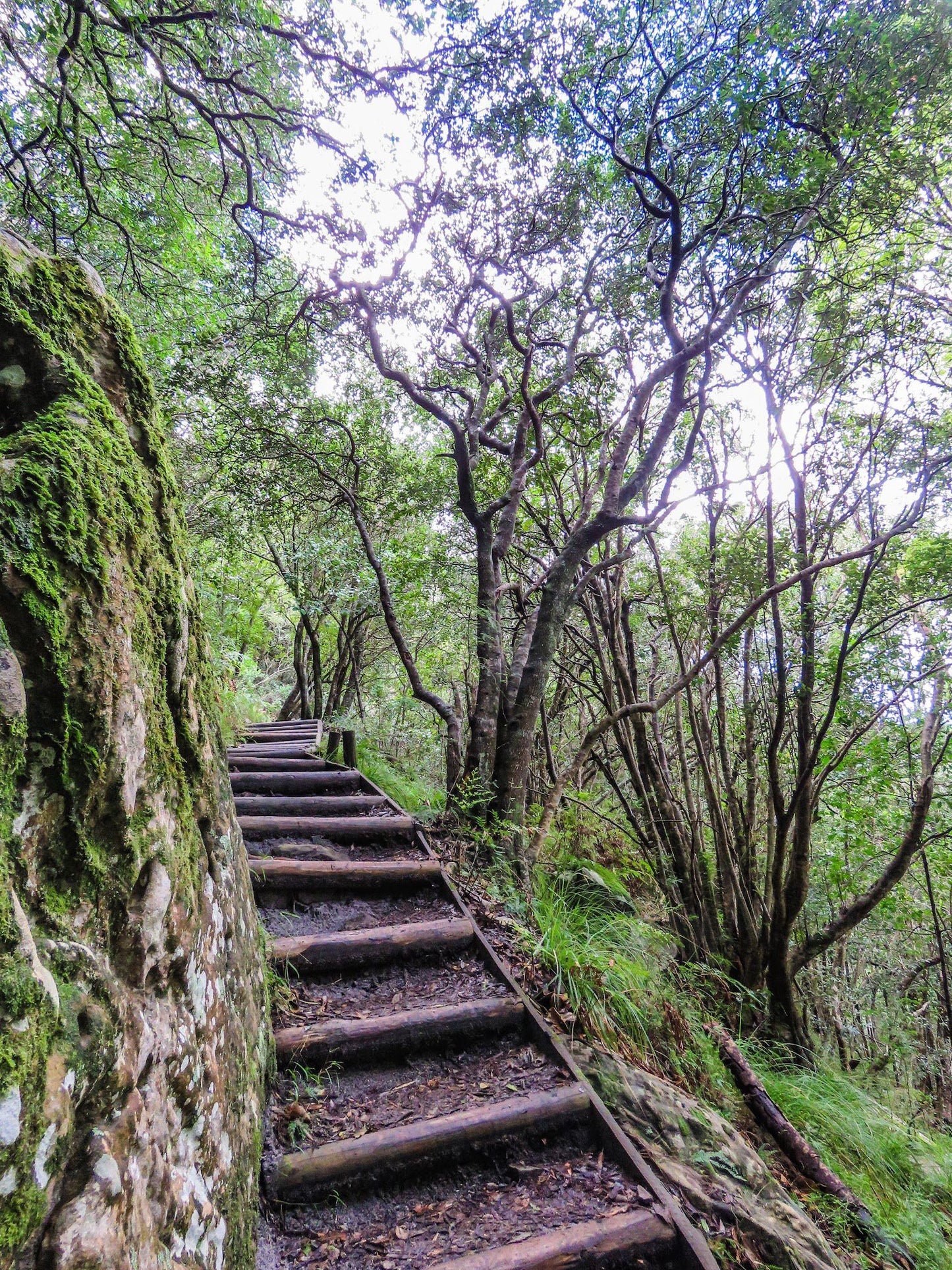  Nursery Buttress