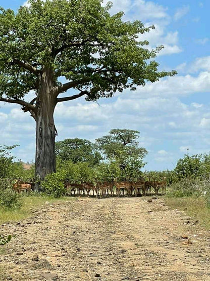  Nwanedi Provinsiale Park