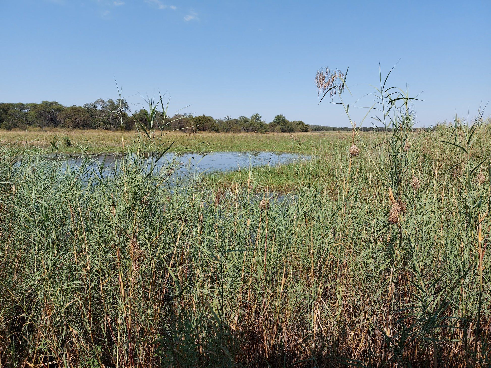  Nylsvlei Nature Reserve