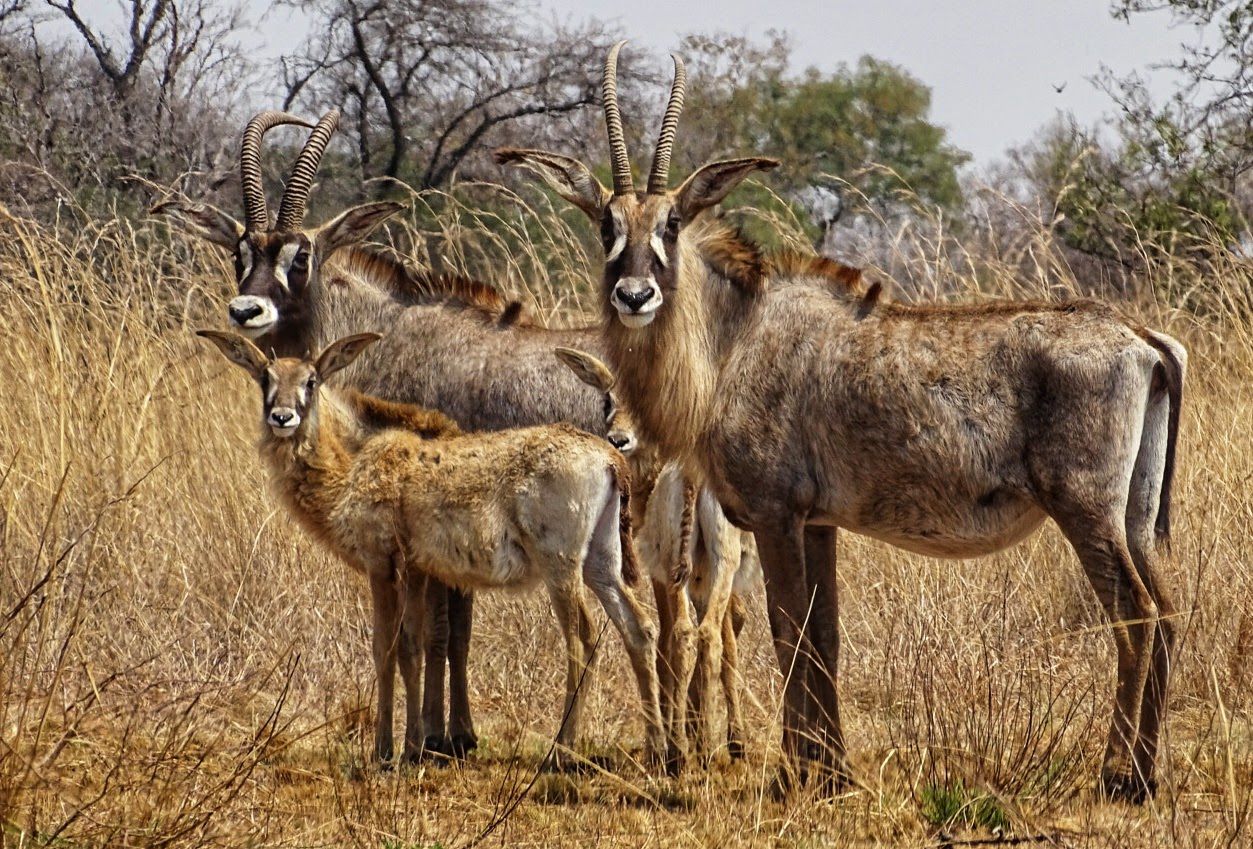  Nylsvlei Nature Reserve