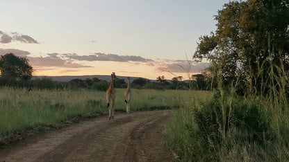  Nylsvlei Nature Reserve