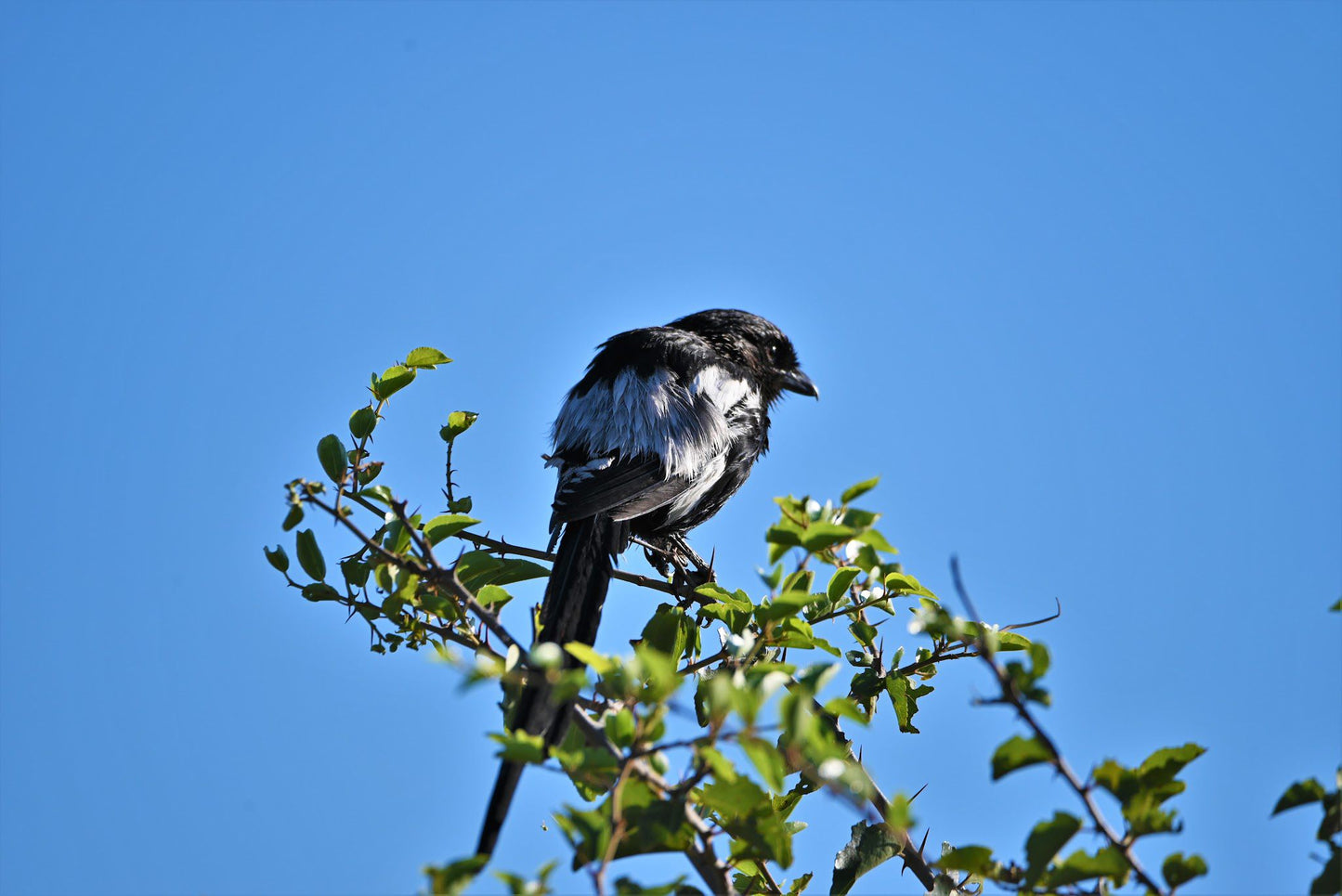  Nylsvlei Nature Reserve