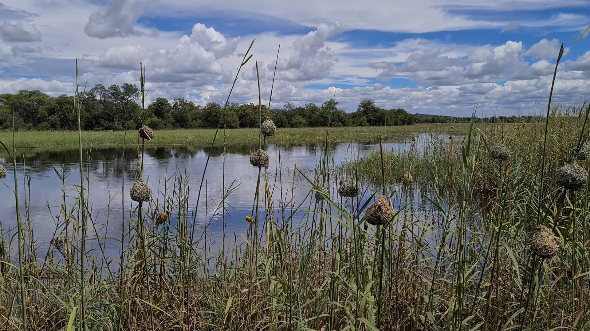  Nylsvlei Nature Reserve