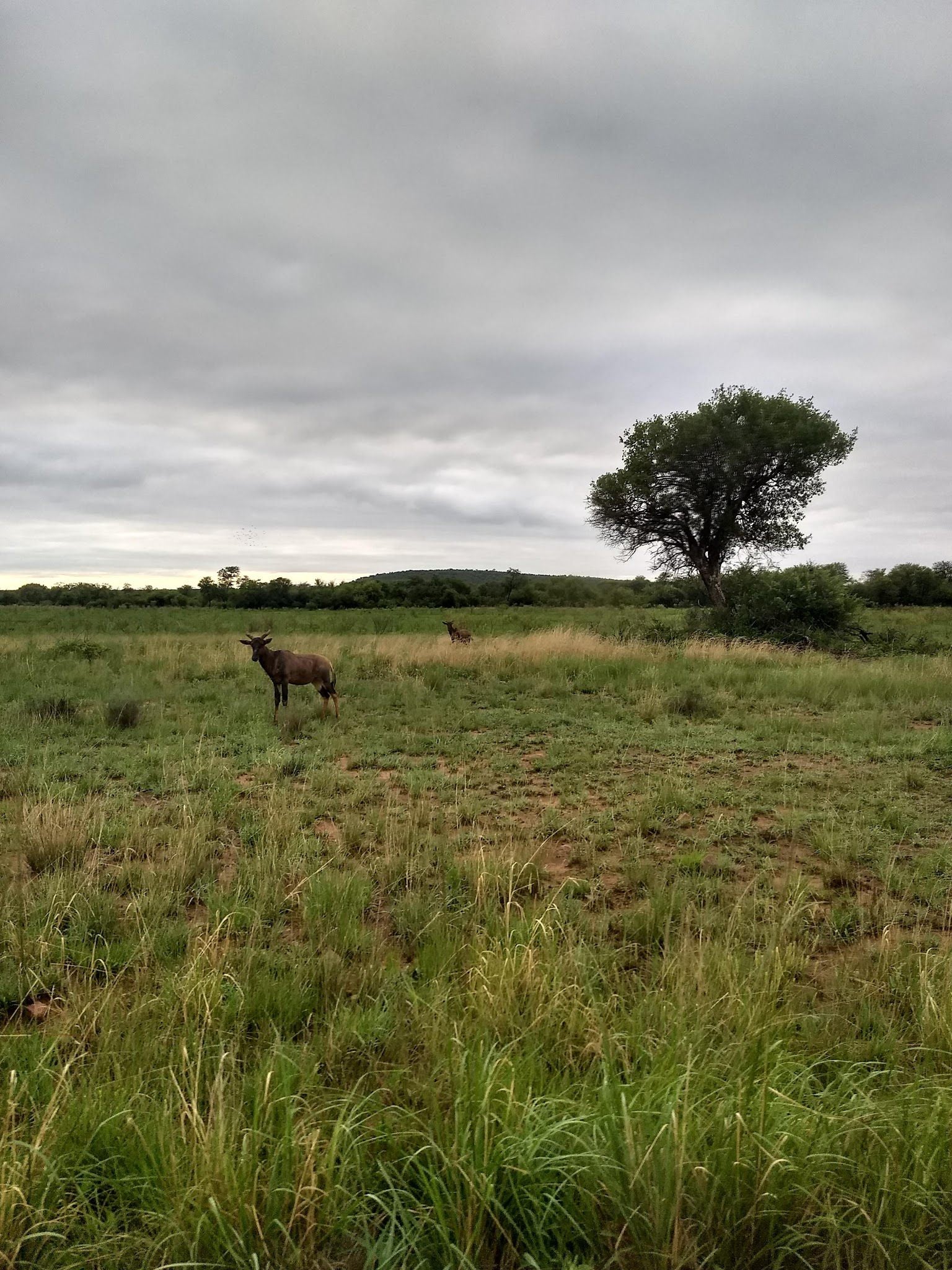  Nylsvlei Nature Reserve