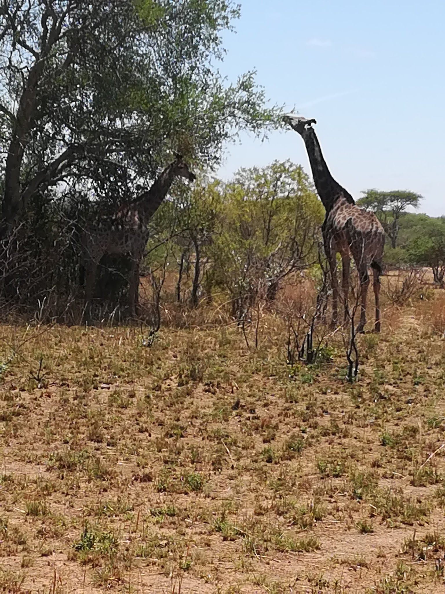  Nylsvlei Nature Reserve