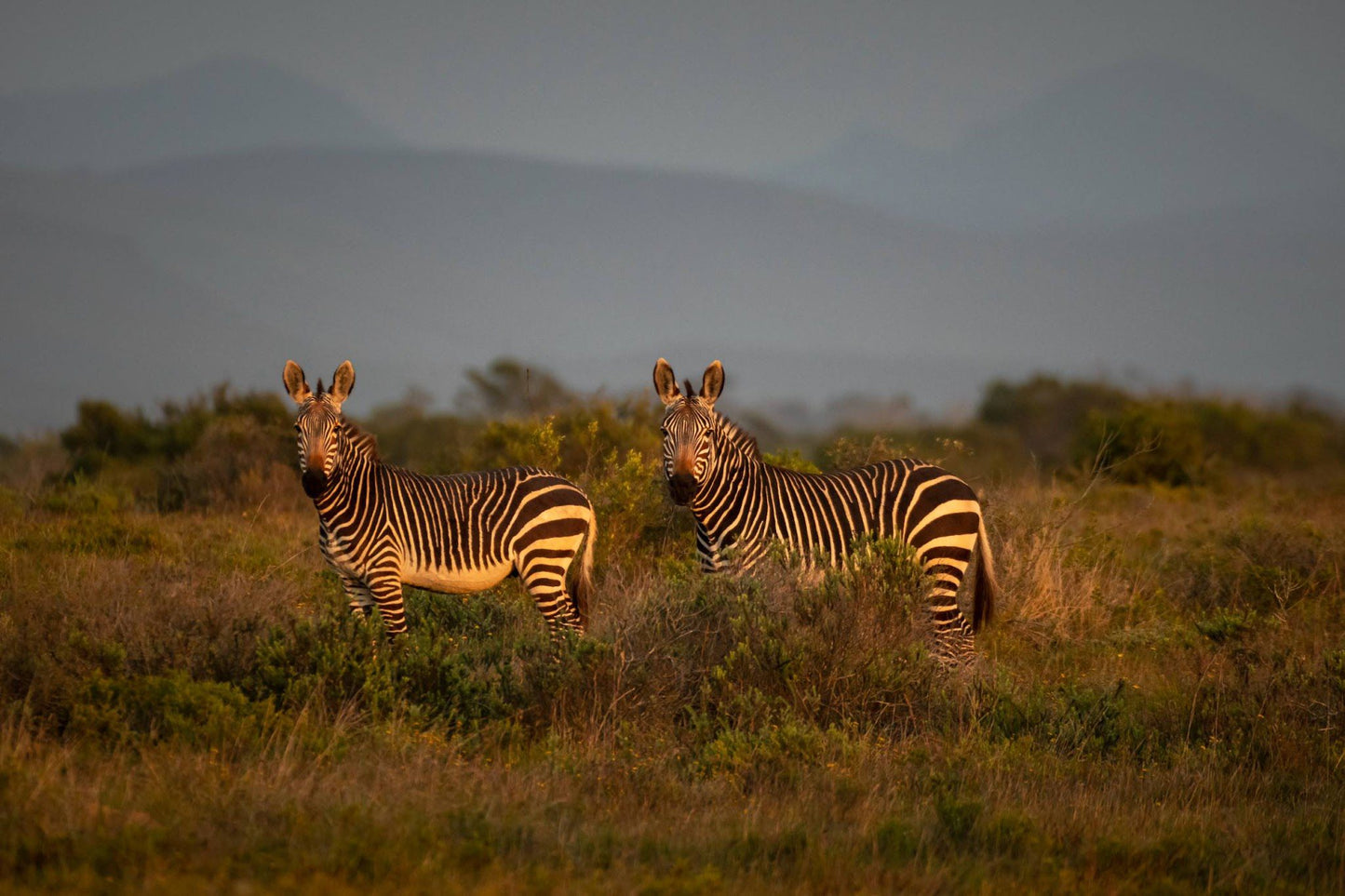  Nyosi Wildlife Reserve