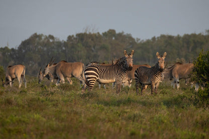  Nyosi Wildlife Reserve