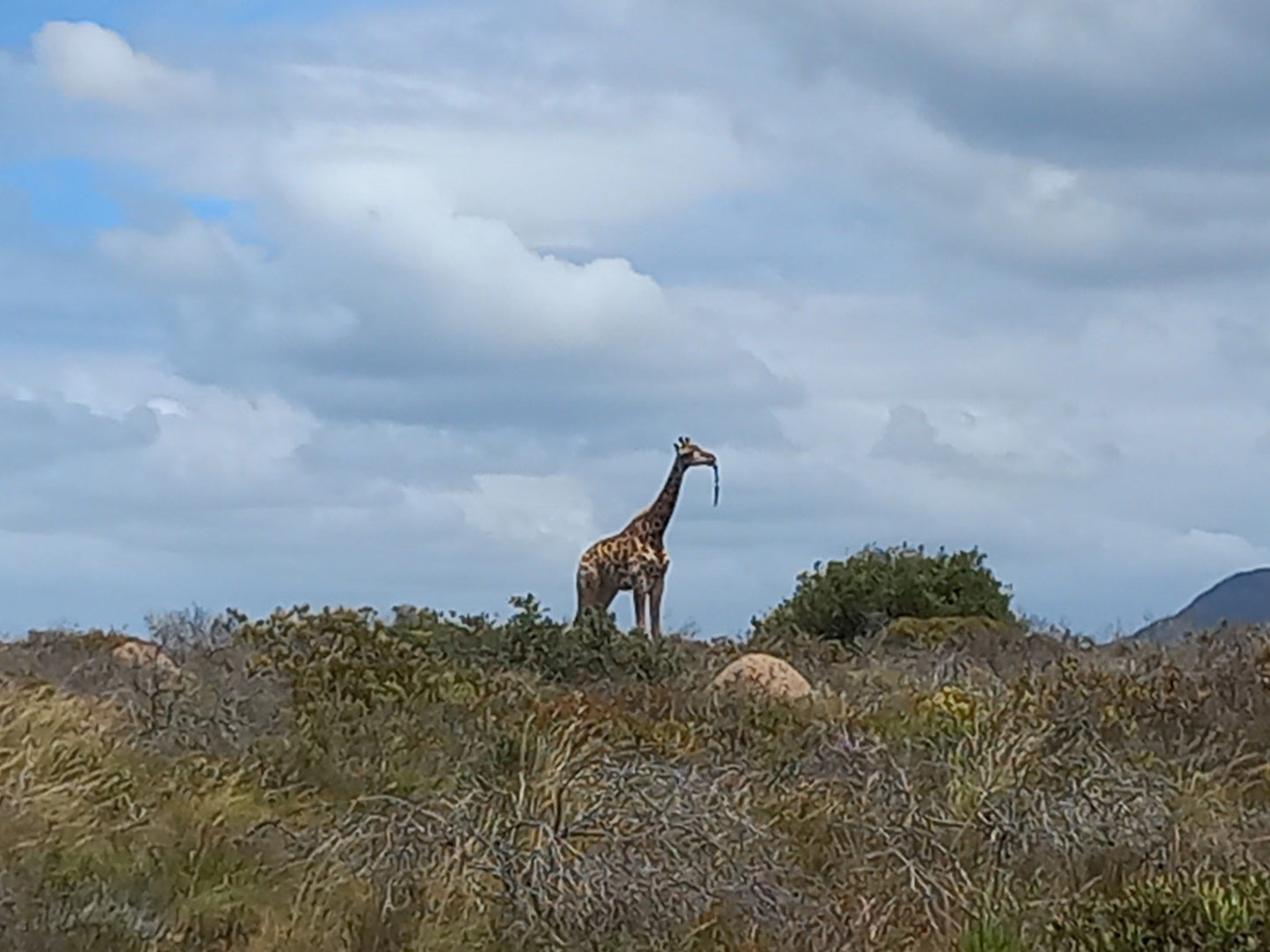  Nyosi Wildlife Reserve