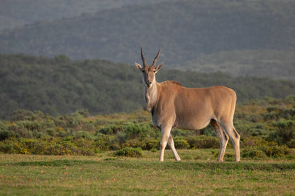  Nyosi Wildlife Reserve