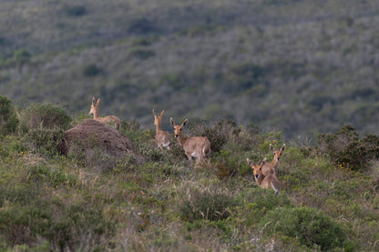  Nyosi Wildlife Reserve