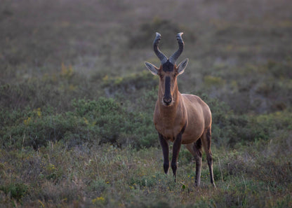  Nyosi Wildlife Reserve