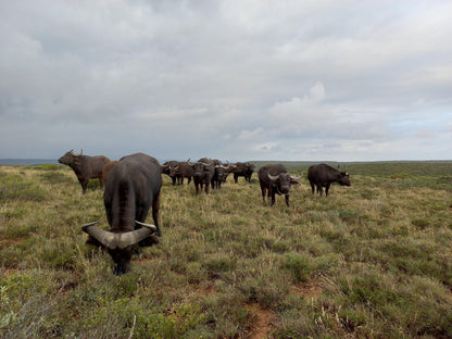  Nyosi Wildlife Reserve